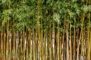 Sichtschutz aus Bambus 