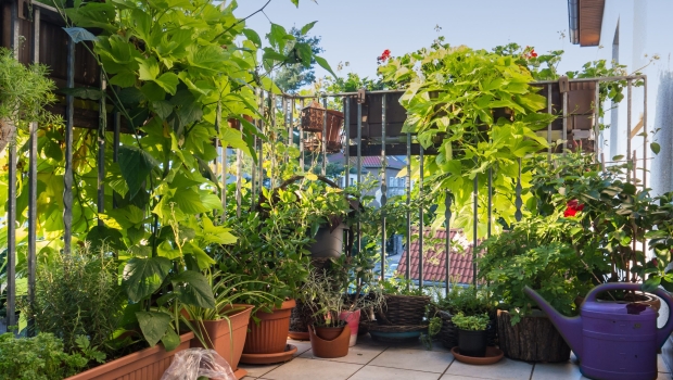 Der Balkon mit Privatsphäre – Sichtschutz mit Pflanzen
