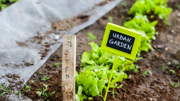Urban Gardening – der Balkon als Anbaufläche für Selbstversorger
